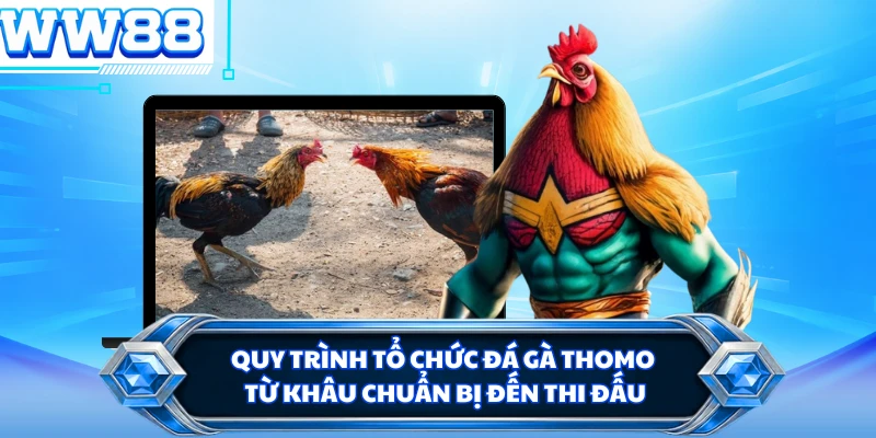 Quy trình tổ chức đá gà Thomo từ khâu chuẩn bị đến thi đấu 